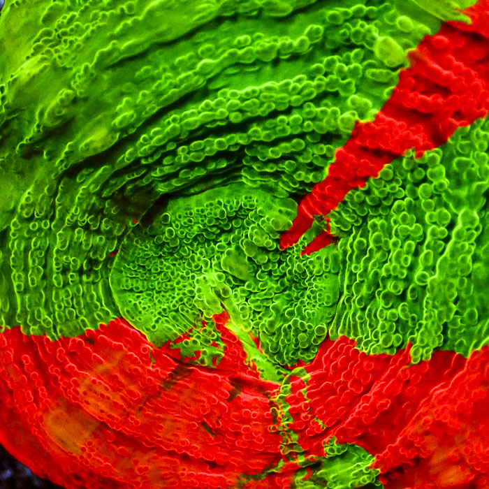 Scolymia MC Bleeding Apple