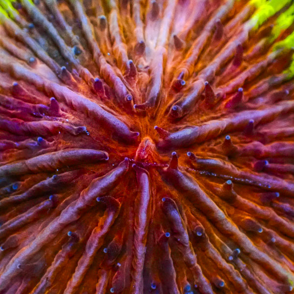 Fungia MC Pink Venom