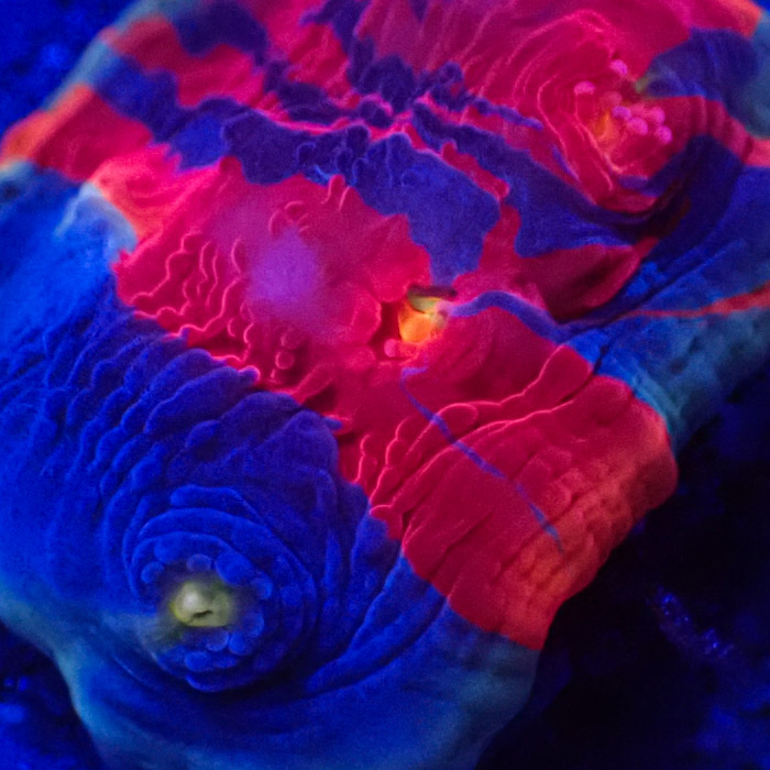 Chalice MC Bugatti Frag 05