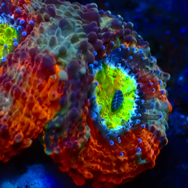 Acan Echinata Agent Orange