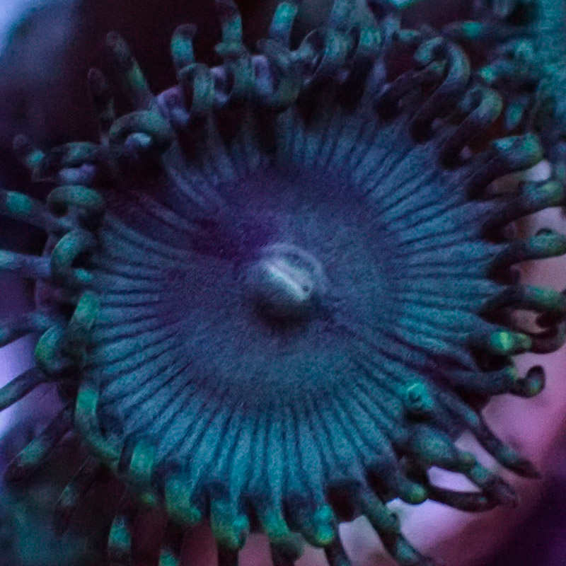 Zoanthus MC Turquoise Jam