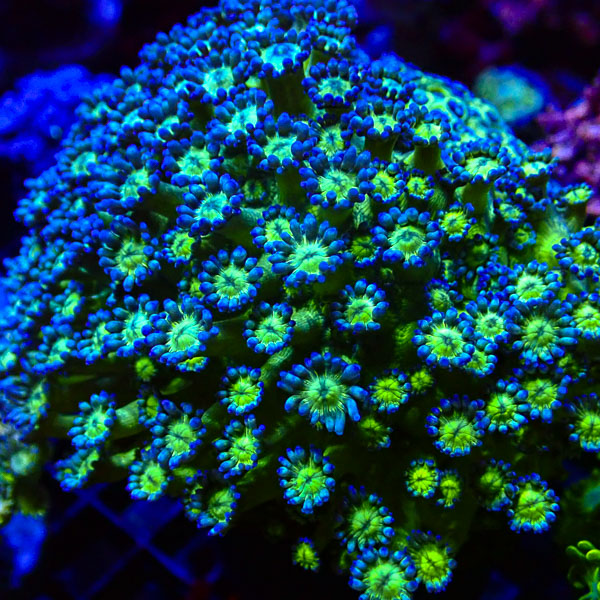 Alveopora MC Blue Sunflower NZ CTO