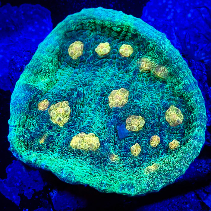 Chalice MC Space Invader Frag 01