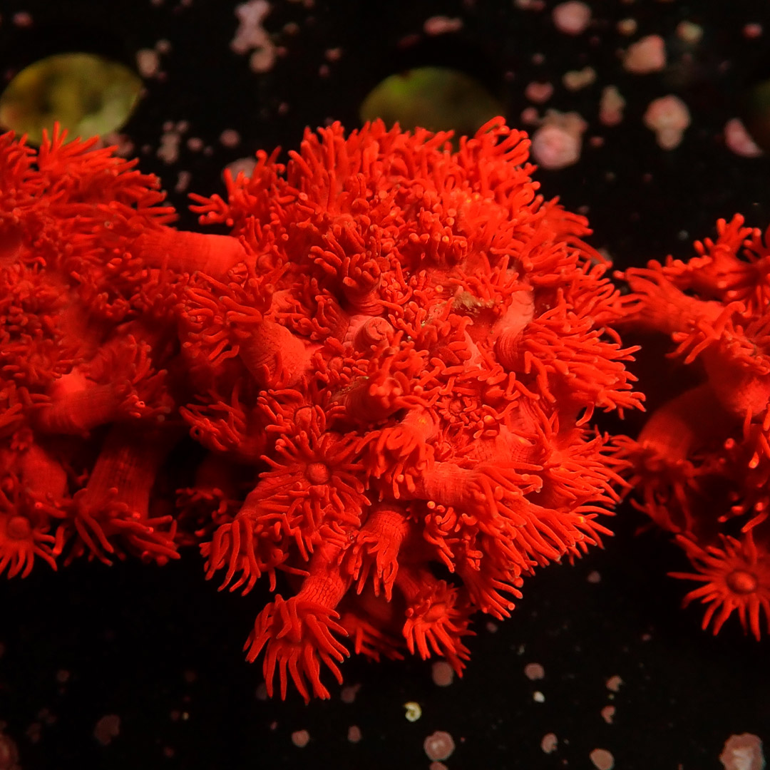 Goniopora Metallic Red Frag 02