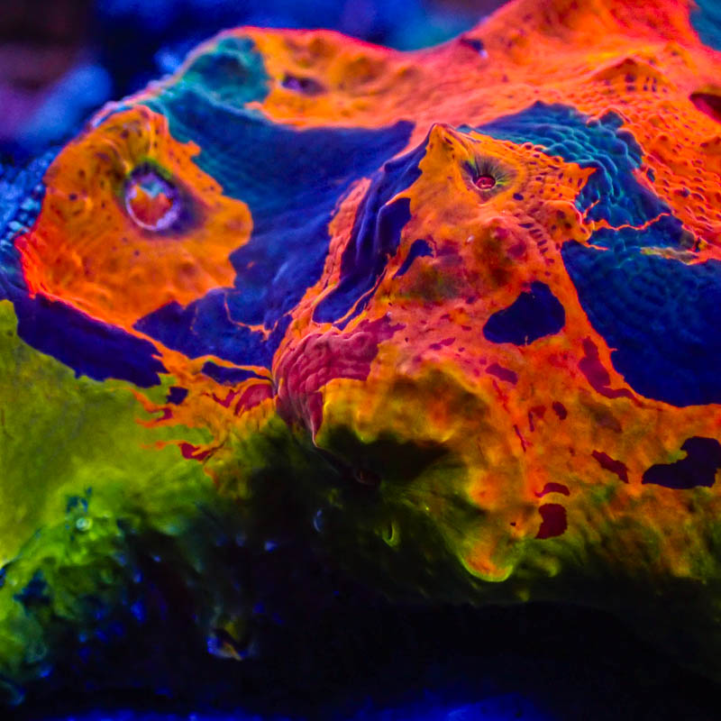 Chalice Ultra Kaleidoskop – Leuchtendes Multicolor-Exemplar (EU-exklusiv)