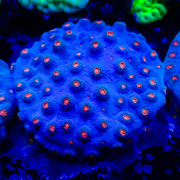Cyphastrea MC Meteor Shower Blue NZ