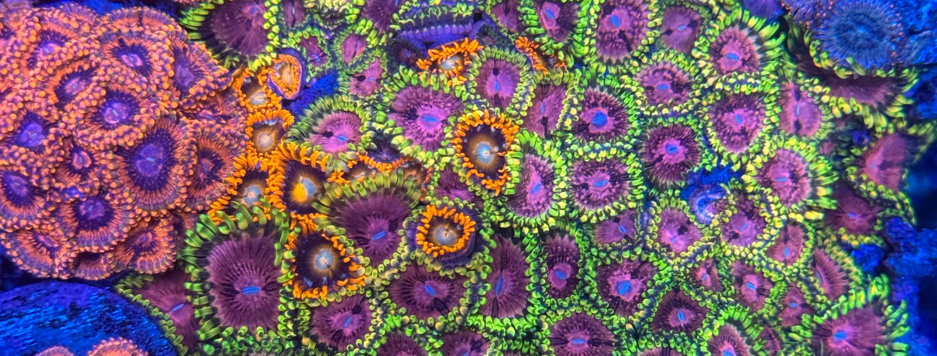 Nachhaltige Korallenzucht bei The Marine Center – Aquakultur mit Verantwortung