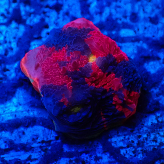 Chalice MC Bugatti Frag 02