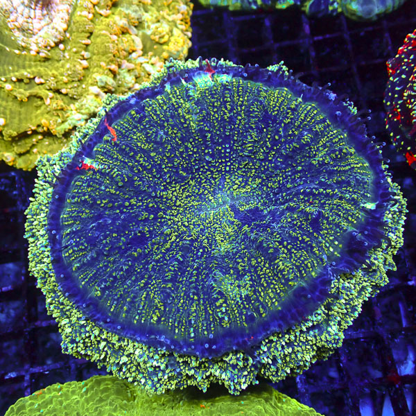 Acanthophyllia MC Neptune's Eye
