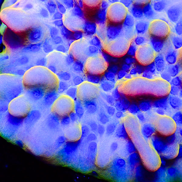 Montipora MC Pastel Nova
