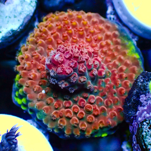 Acropora Rot/Grün/Blau