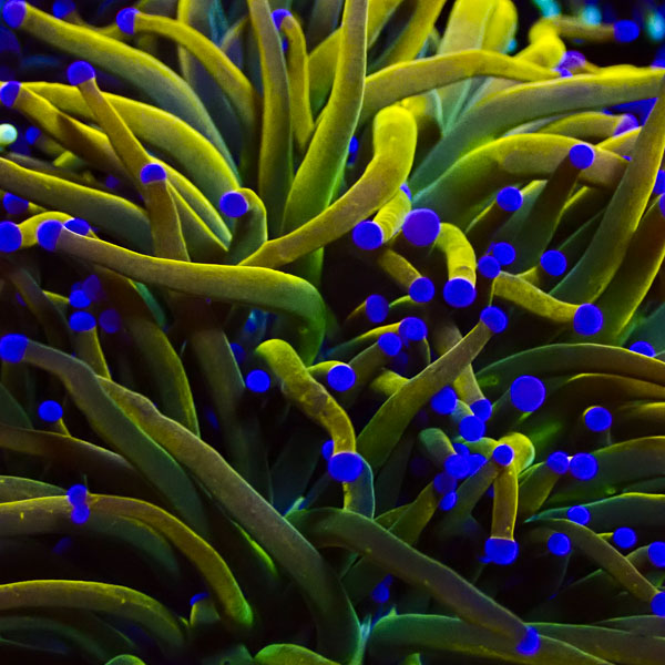 Euphyllia Rapunzel Holy Grail NZ