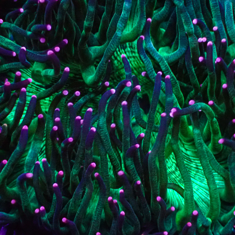 Catalaphyllia Pink Tip