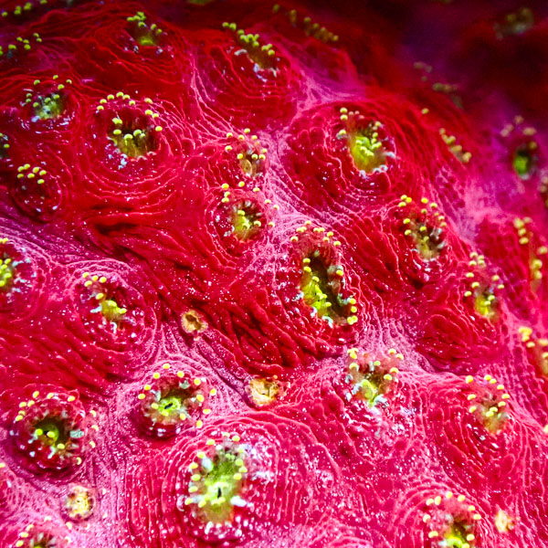 Chalice MC Hypernova Blossom