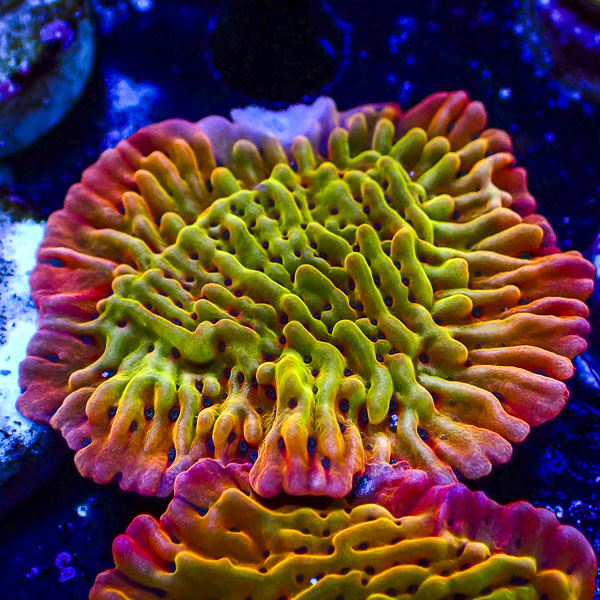 Montipora MC Flaming Phoenix