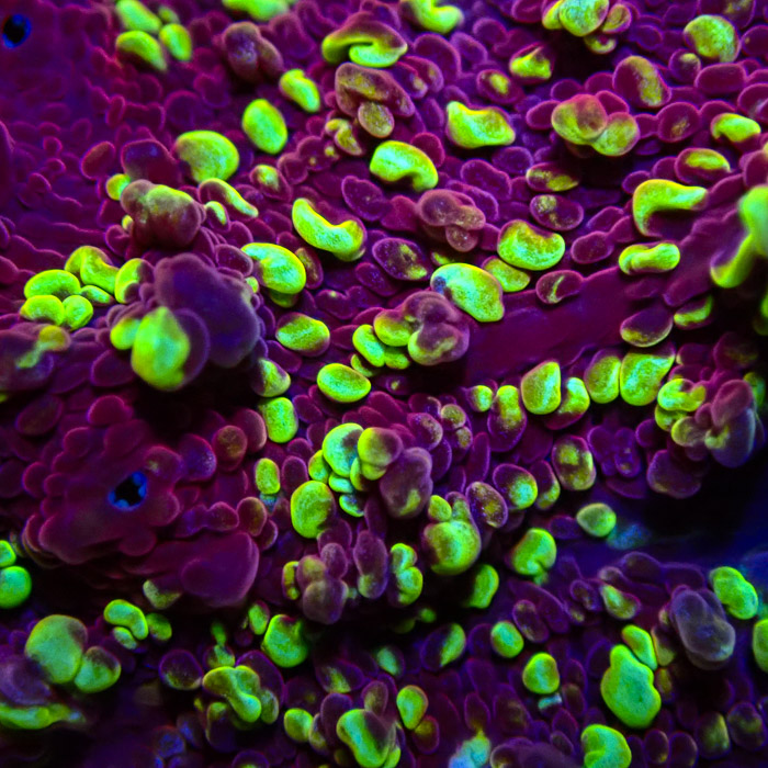 JF Goldmeister Chalice Frag 04