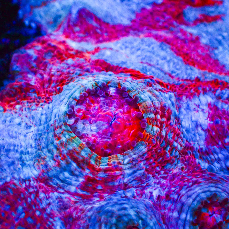 Chalice Electric Lotus