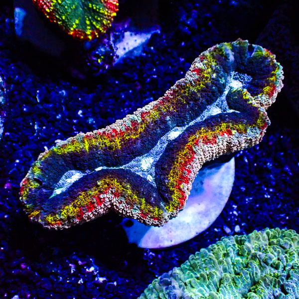 Lobophyllia MC Hyper Spectrum Frag 02