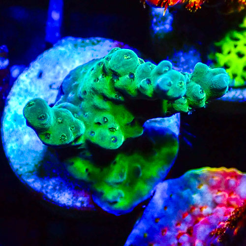 Acropora MC Alien Green