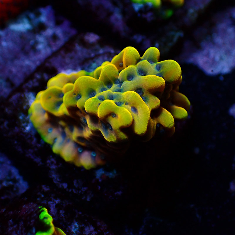 Montipora Crazy T. Frag 08