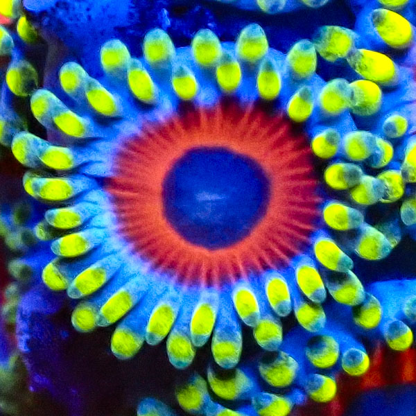 Zoanthus MC Watermelon