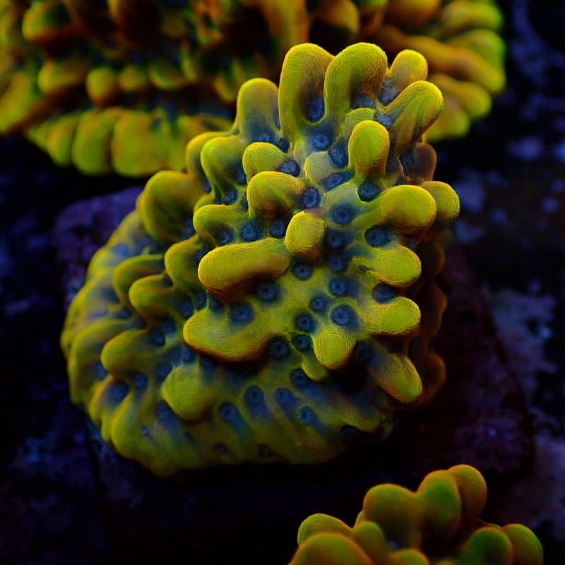 Montipora Crazy T. Frag 04