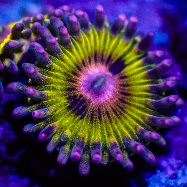 Zoanthus MC Pink Elephant