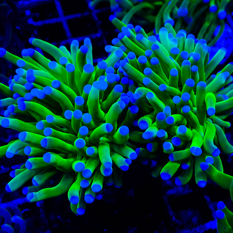 Euphyllia 24k Holy Grail