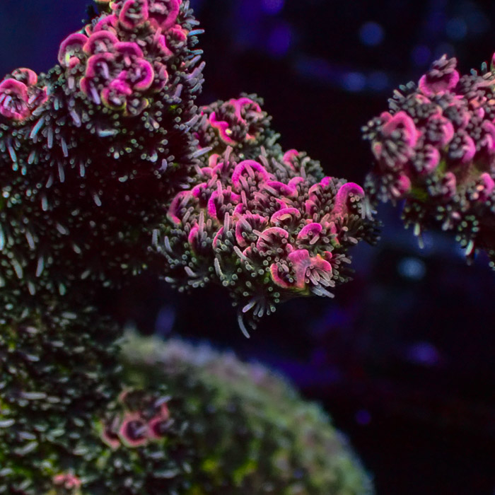 Millepora Pink Monster