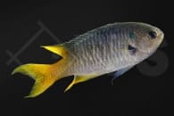 Smaragd Demoiselle (Nepomacentrus nemurus)