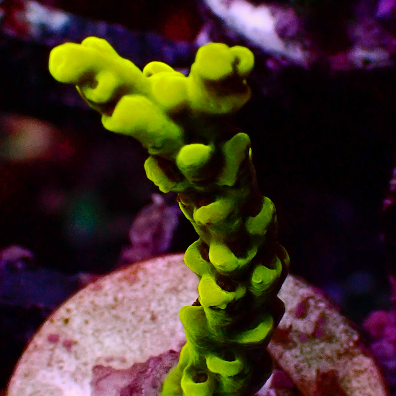 Acropora