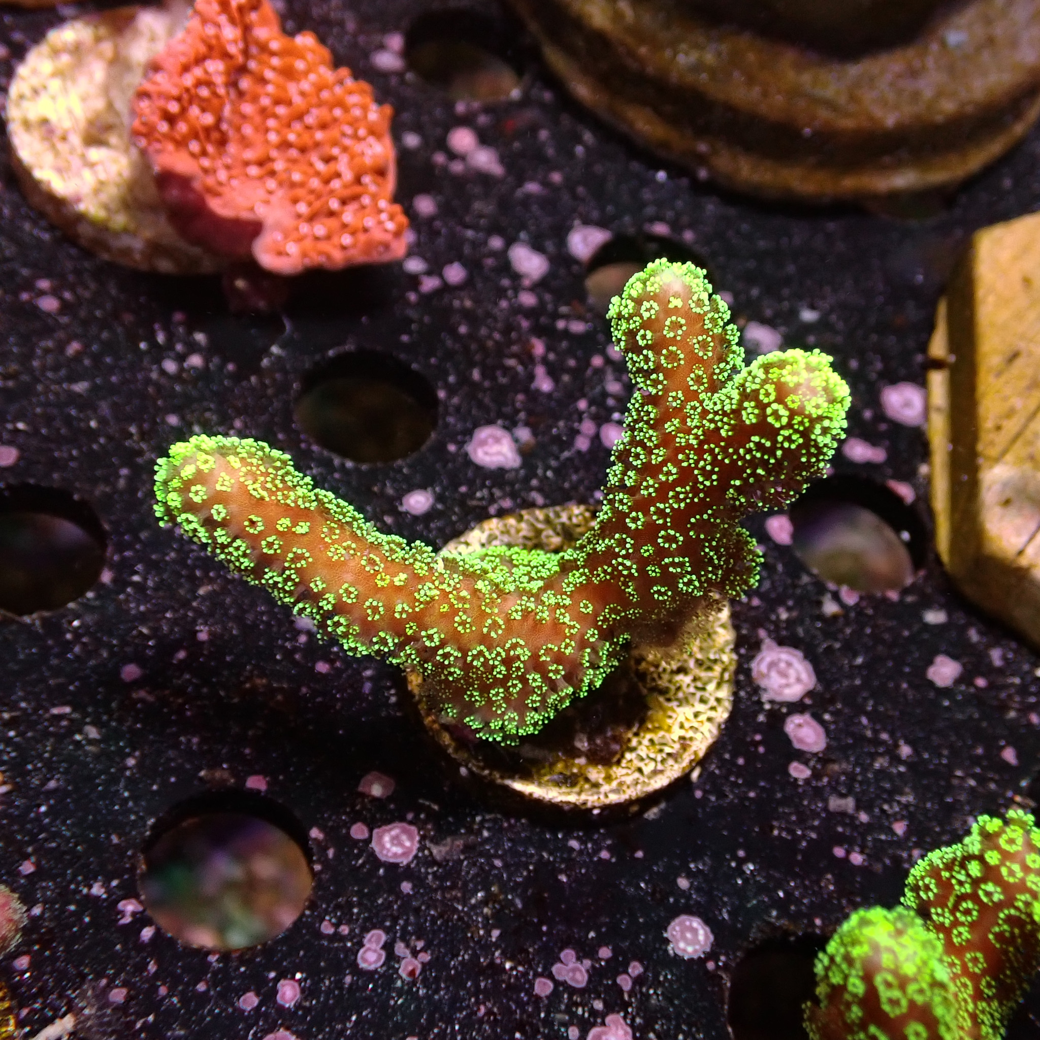 Stylophora grün Frag 04