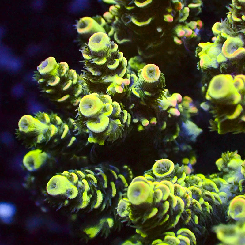 Acropora Tenuis Crafted Multicolor – Premium SPS mit Farbverlauf