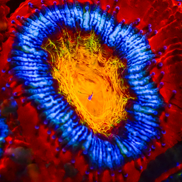 Acanthastrea MC Bullseye Ultra CTO