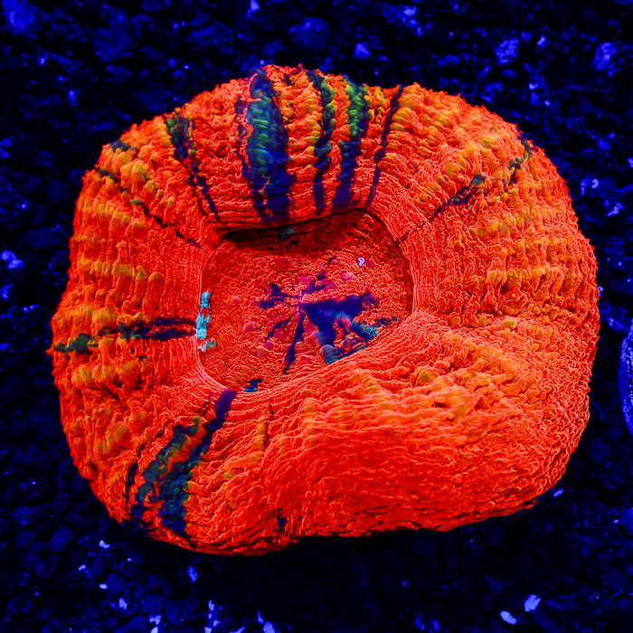 Scolymia MC Orange Monster Eye