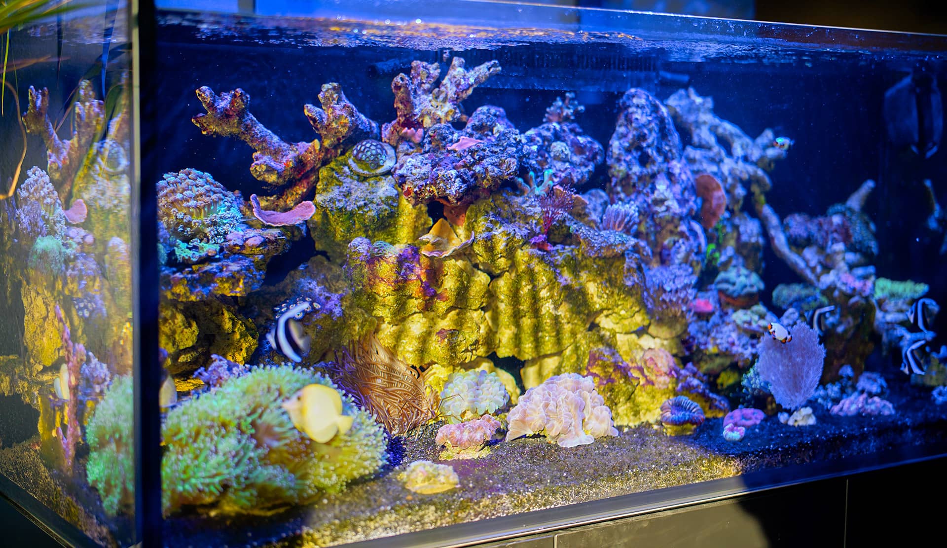 Korallenbecken mit LPS- und Weichkorallen in harmonischer Kombination