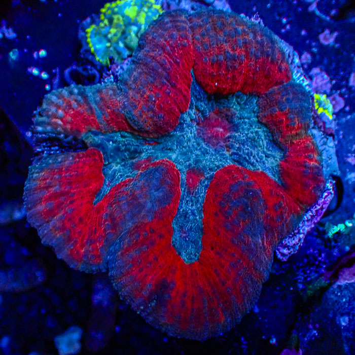 Lobophyllia MC Spiderman