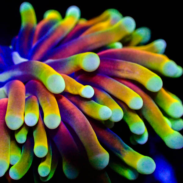 Euphyllia glabrescens