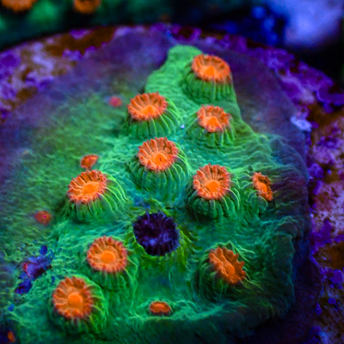 Cyphastrea Meteor Shower Frag 02