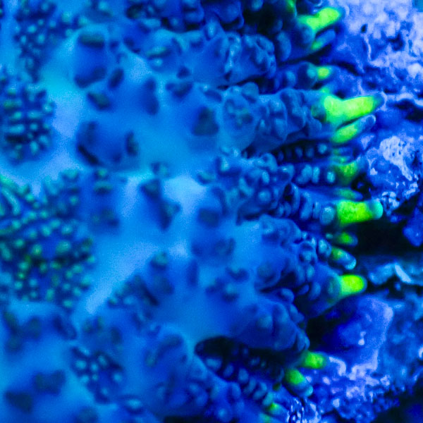 Rhodactis MC Deep Ocean