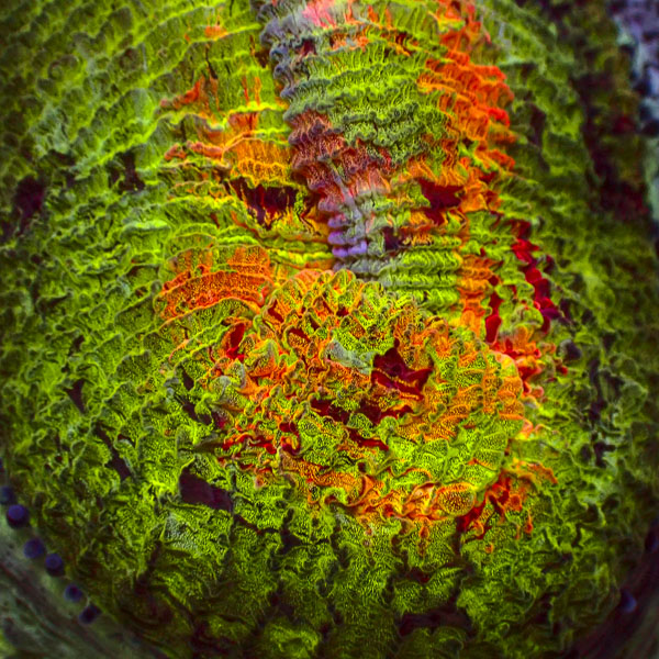 Trachyphyllia MC Paintstorm