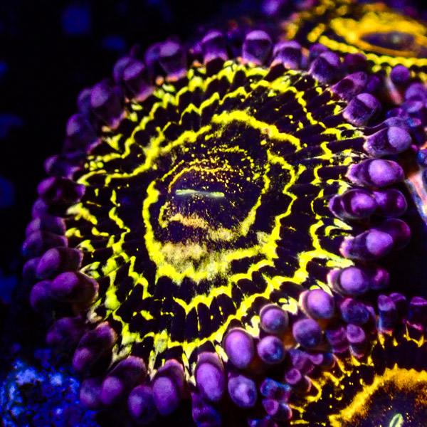 Zoanthus MC Stratosphere