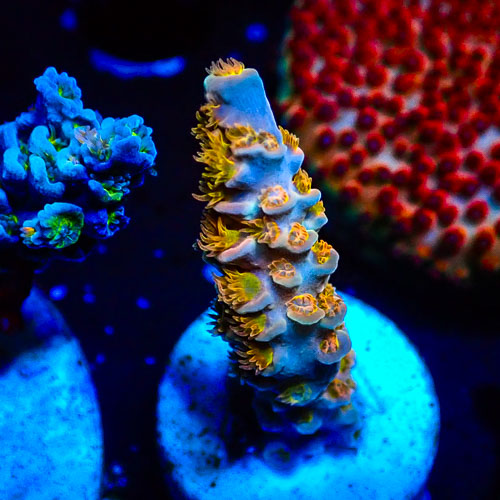 Acropora MC Vanilla Marmalade Crumble