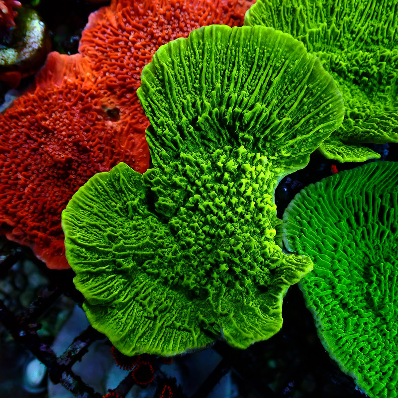 Montipora Grün Frag 11