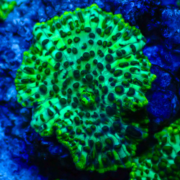 Rhodactis MC Dark Emerald