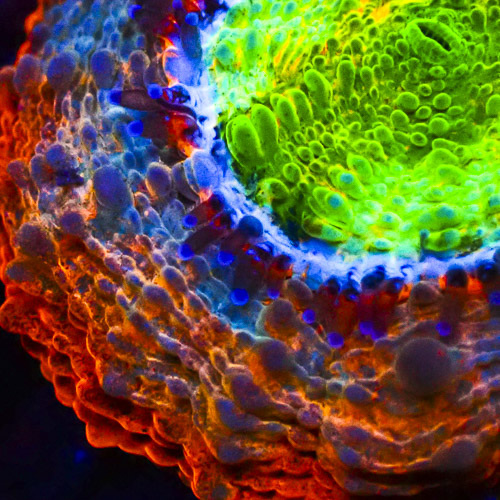 Dragon's Eye Acan NZ