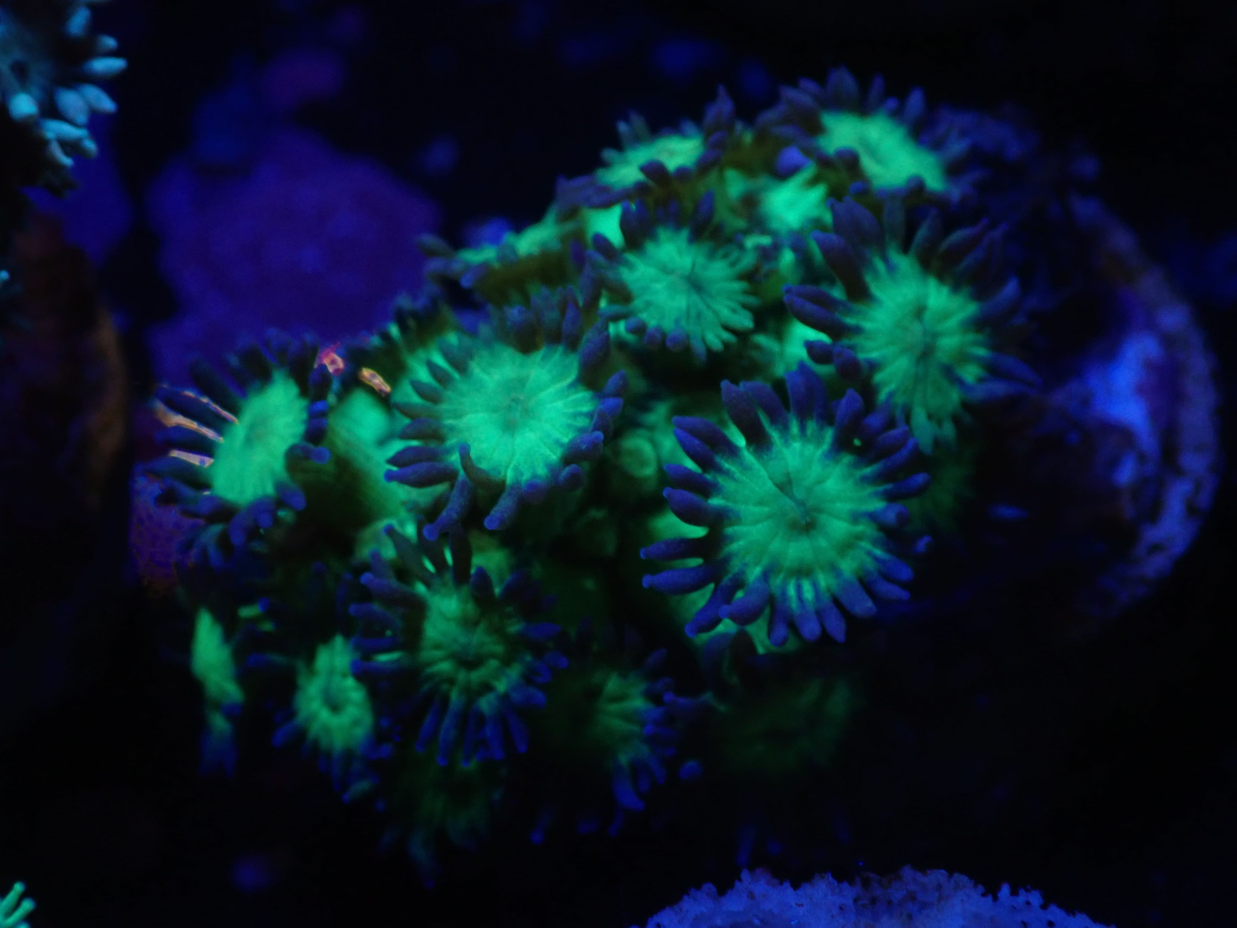 Goniopora Glitter DNZ