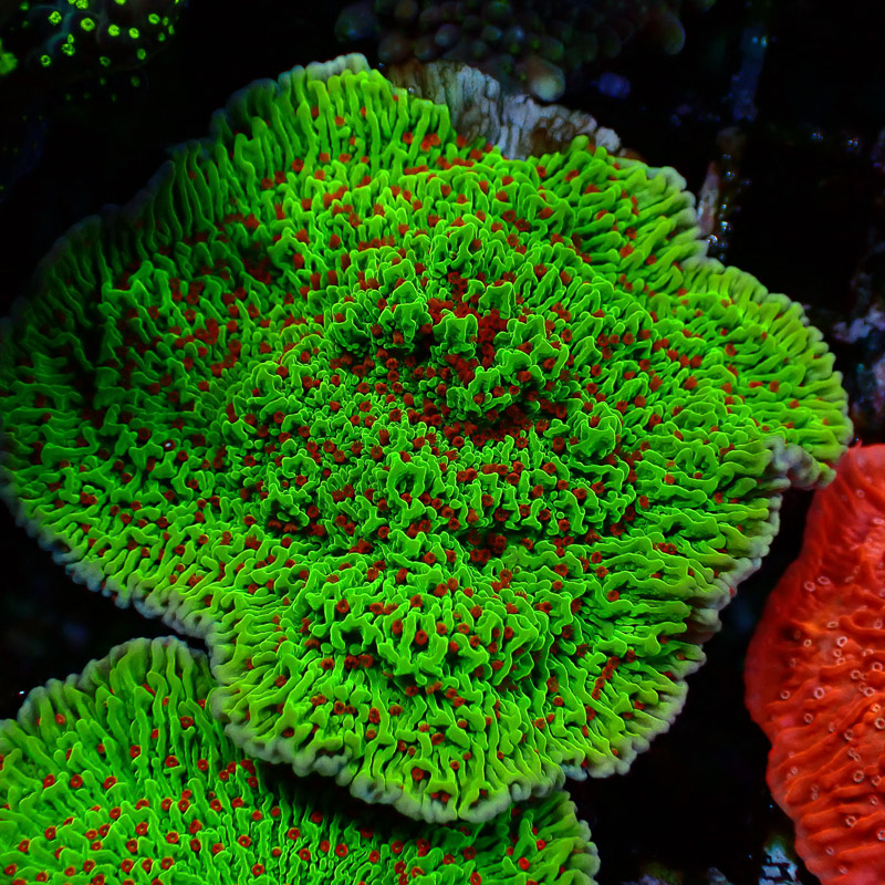 Montipora Chilli Pepper Frag 01