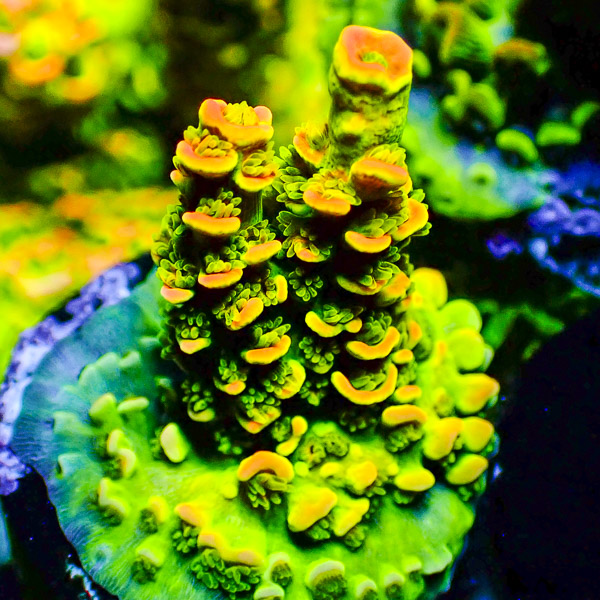 Acropora Mille Grün/Organge