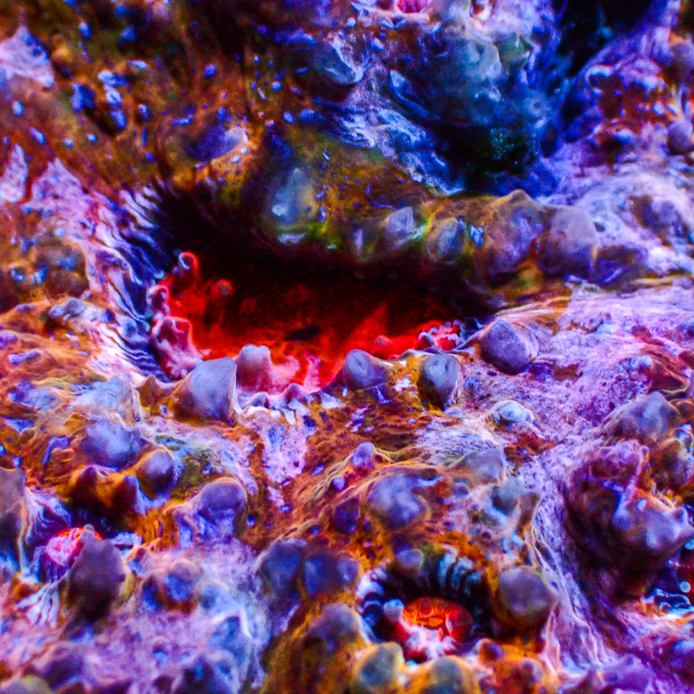 Chalice Flower Bouquet